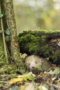 European hedgehog (Erinaceus europaeus) white albino adult animal in a woodland in the autumn, England, United Kingdom