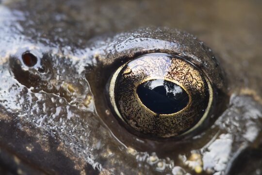 Common frog (Rana temporaria) adult amphibian on the water surface of a garden pond close up of its eye, England, United Kingdom
