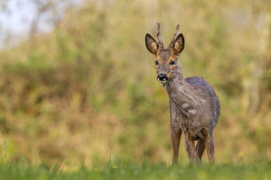 Roebuck (Capreolus capreolus) yearling with velvet horns, change of coat, attentive, Germany