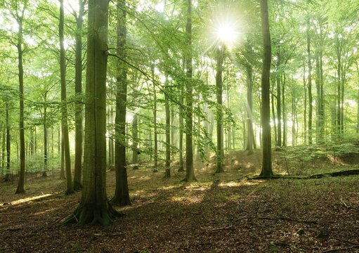 Sunbeams in a natural beech forest, Stubnitz, Jasmund National Park, Island of R&uuml;gen, Mecklenburg-Western Pomerania, Germany