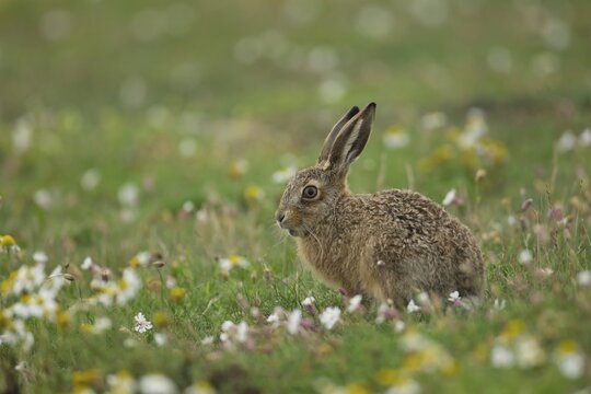 European brown hare (Lepus europaeus) juvenile baby leveret animal feeding amongst wildflowers in summer, Suffolk, England, United Kingdom