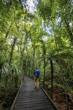 Young man on hiking trail in Kauri Forest, Kauri Walks, Waipoua Forest, Northland, North Island, New Zealand