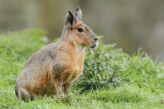 Patagonian Mara or Great Mara (Dolichotis patagonum), captive, occurrence in Argentina