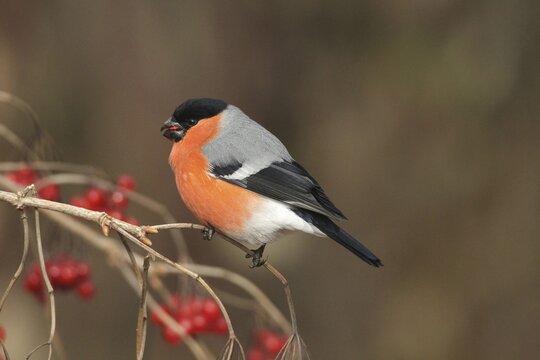 Bullfinch (Pyrrhula pyrrhula) Male eats berries of the common snowball bush (Viburnum opulus) Allg&auml;u, Bavaria, Germany, Allg&auml;u, Bavaria, Germany