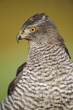 Portrait of a Northern goshawk ( Accipiter gentilis) Oldenburger M&uuml;nsterland, Vechta, Lower Saxony, Germany
