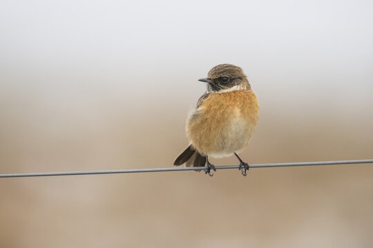A stonechat (Saxicola rubicola) sitting on a metal wire in front of a blue sky, D&uuml;mmer nature park Park, Lower Saxony, Germany