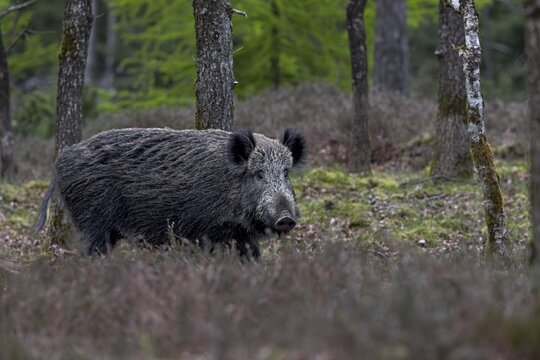The wild boar (Sus scrofa) has slept the day away in a spruce thicket, in the early evening it wanders into an oak forest to look for food, Denmark