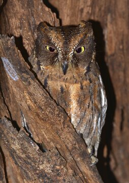 Eared owl (Asio sp.) in dry forest, Ankarafantsika, western Madagascar