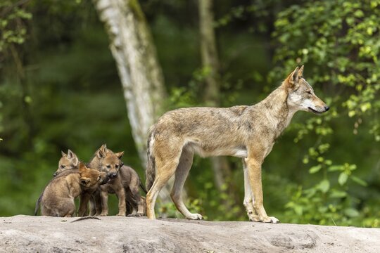 A talented wolf stands vigilant while the cubs are gathered close together, European grey gray wolf (Canis lupus), Germany