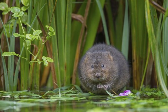 Water vole (Arvicola amphibius) adult rodent animal feeding on plant stems at the edge of a pond, England, United Kingdom