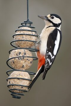 Great spotted woodpecker (Dendrocopos major), at a feeding station, wildlife, Germany