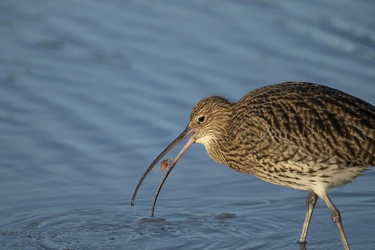Eurasian curlew (Numenius arquata) adult wading bird with a crab for food in its beak, Norfolk, England, United Kingdom