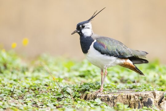 Northern lapwing (Vanellus vanellus) standing on a meadow, Bavaria, Germany