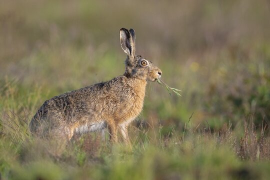 European hare (Lepus europaeus), Fa&szlig;berg, Lower Saxony, Germany