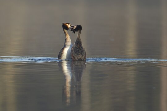Great crested grebe (Podiceps cristatus) two adult birds performing their love courtship display with a weed dance on a lake in spring, England, United Kingdom