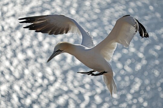 Northern gannet (Sula bassana) in flight, Helgoland Island, Schleswig-Holstein, wildlife, Germany