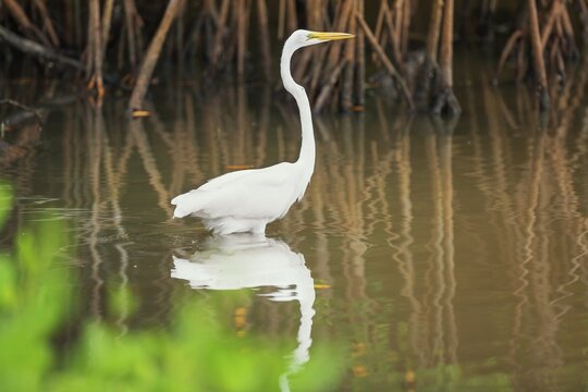 Great white egret (Ardea alba) looking for food, Sanibel Island, J.N. Ding Darling National Wildlife Refuge, Florida, USA