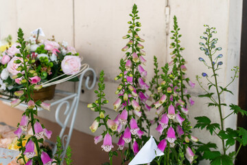 Tall spikes of common foxglove (Digitalis purpurea) with pink bell-shaped flowers grow beside decorative roses and perennial plants. The composition highlights cottage garden design and ornamental hor © Volha