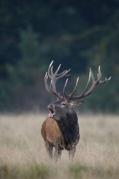 Red Deer (Cervus elaphus), deer rut, Copenhagen, Denmark