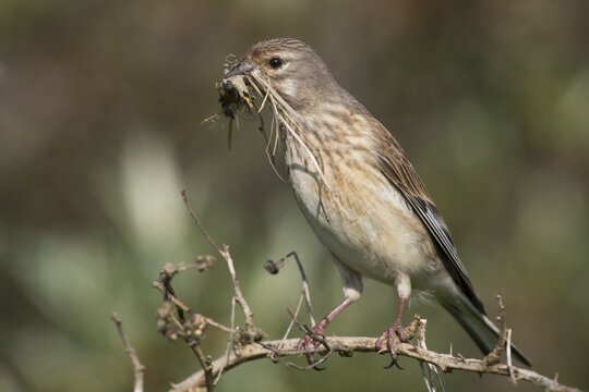 Common linnet (Carduelis cannabina), female with nesting material in its beak, Texel, The Netherlands