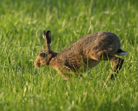 European hare (Lepus europaeus) running across a green meadow, wildlife, Lower Saxony, Germany