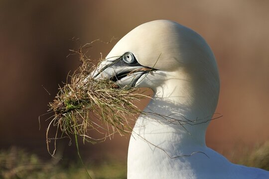 Northern gannet (Sula bassana) animal portrait with nesting material, Helgoland Island, Schleswig-Holstein, wildlife, Germany