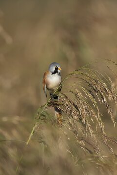 Bearded tit or reedling (Panurus biarmicus) adult male bird on a reed seedhead in a reedbed, England, United Kingdom