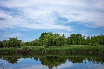 Obraz premium lake in the forest