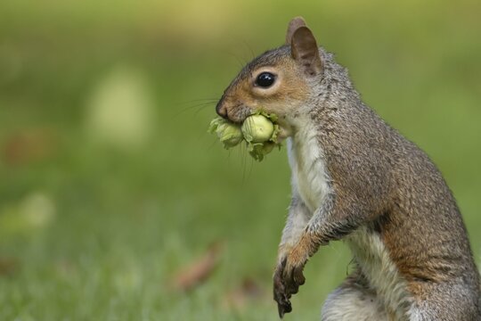Grey squirrel (Sciurus carolinensis) adult mammal with two hazelnut tree nuts in its mouth in autumn, England, United Kingdom
