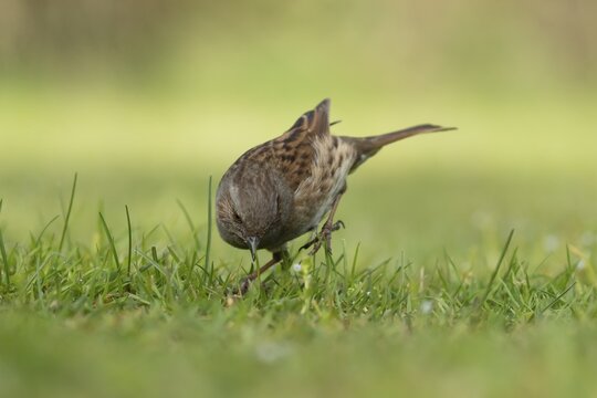 Dunnock or Hedge sparrow (Prunella modularis) adult bird on grassland, England, United Kingdom