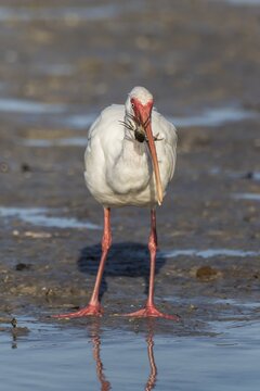 American white ibis (Eudocimus albus), Sanibel Iceland, Florida, USA