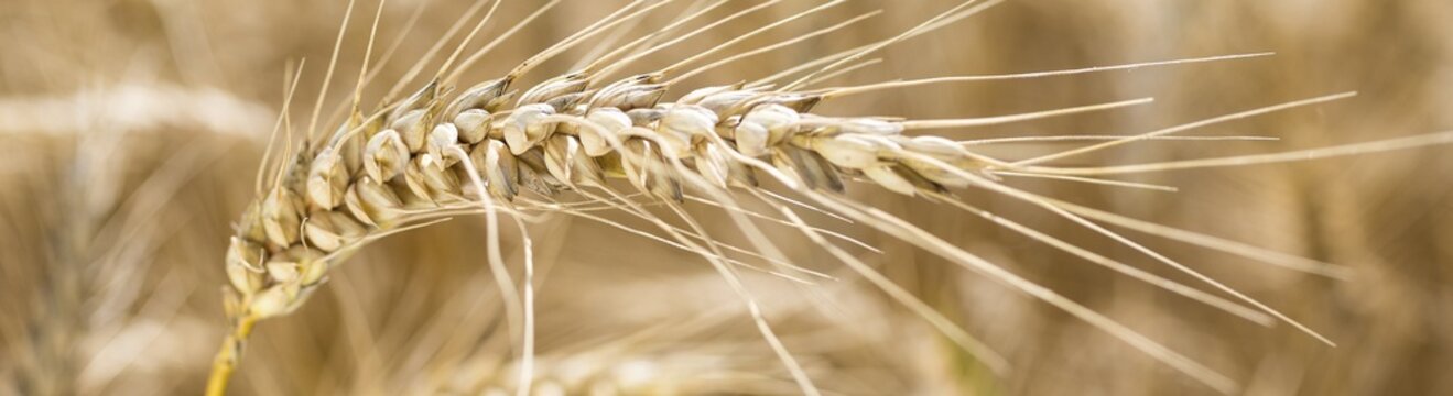 Grain field with ripe ears of wheat (triticum) in front of a blue sky, Riesa, Saxony, Germany