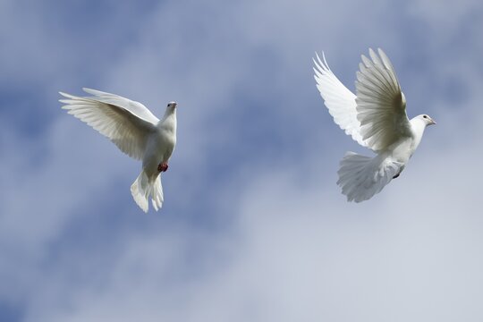 White or Release dove (Columba livia domestica) two adult birds flying, England, United Kingdom