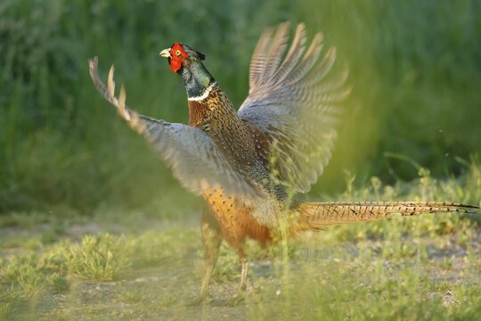Pheasant (Phasianus colchicus Pheasant) flaps its wings in a field, wildlife, Burgenland, Austria