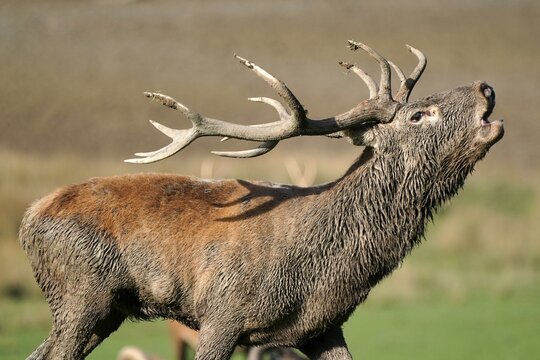 Red deer (Cervus elaphus), stag roaring during the rut, captive