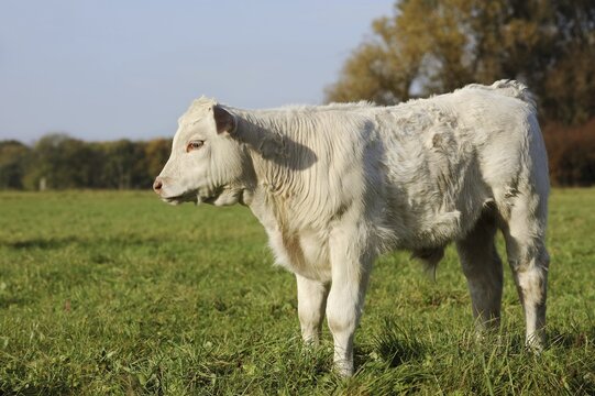 Charolais cattle (Bos primigenius taurus), calf on a pasture, North Rhine-Westphalia, Germany