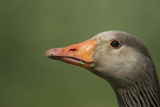 Greylag goose (Anser anser) adult bird head portrait, England, United Kingdom