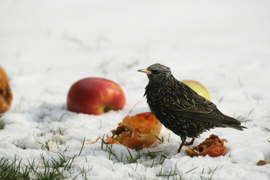Starling (Sturnus vulgaris) in splendour in the snow on apples in the garden, Allg&auml;u, Bavaria, Germany, Allg&auml;u, Bavaria, Germany