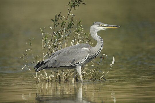Grey heron (Ardea cinerea) in the water, the level of the flood of June 2024 is clearly visible on the willow, Allg&auml;u, Bavaria, Germany, Allg&auml;u, Bavaria, Germany
