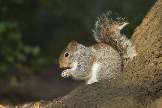 Grey squirrel (Sciurus carolinensis) adult animal feeding on a nut on a tree trunk, England, United Kingdom