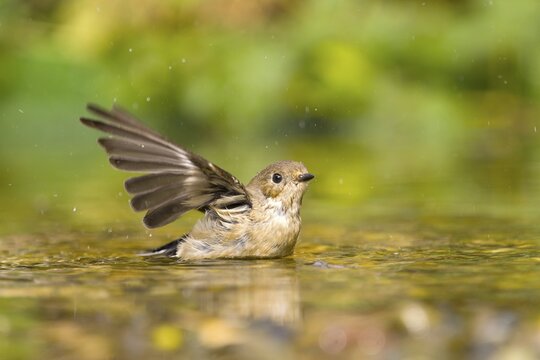 Grey flycatcher (Muscicapa striata) with outstretched wings in the water, surrounded by green nature, Solms, Hesse, Germany
