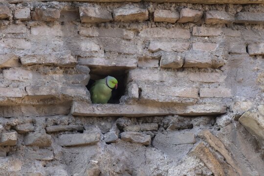 Ring-necked or Rose-ringed parakeet (Psittacula krameri) adult bird looking out of a hole in an ancient city building, Rome, Italy