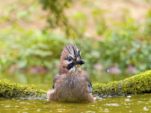 Eurasian jay (Garrulus glandarius) bathing in shallow water, Solms, Hesse, Germany