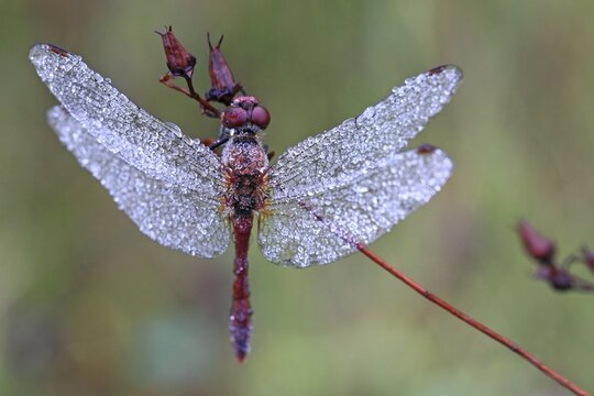 Meadowhawk dragonfly (Sympetrum sp.) covered with dew drops