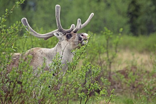Reindeer (Rangifer tarandus) with velvet antlers nibbling fresh willow shoots, Lapland, Finland