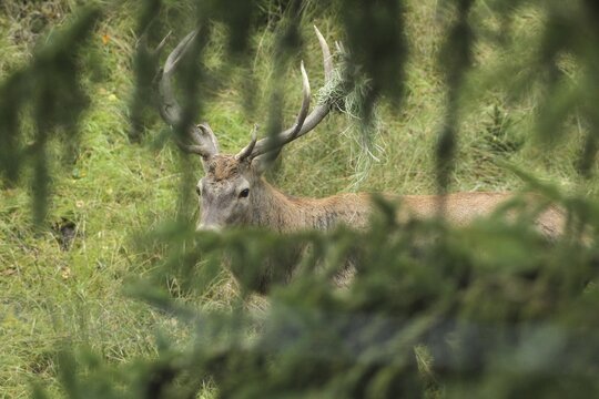 Red deer (Cervus elaphus) rutting stag with wire in left antler bar, secured between spruce branches, Allg&auml;u, Bavaria, Germany, Allg&auml;u, Bavaria, Germany