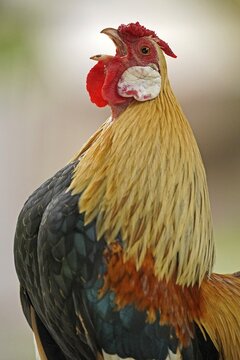 Bantam, bantam (Gallus gallus f. domestica) cock crowing, Germany