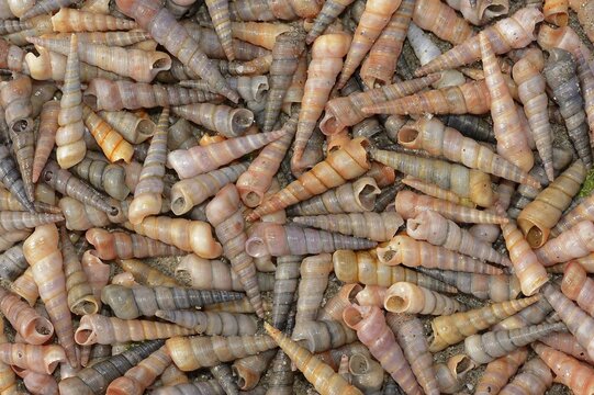 Common tower snail (Turritella communis) empty shells on the beach, Camargue, Provence, southern France