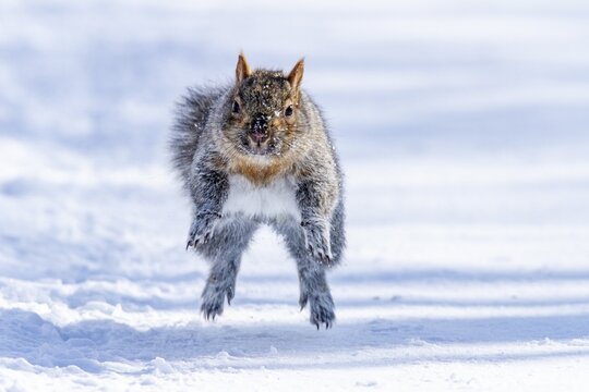 Eastern gray squirrel (sciurus carolinensis) chased by red fox and running, Montreal botanical garden, province of Quebec, Canada