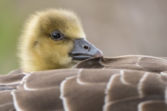 Gosling of a Greylag goose ( anser anser) in back plumage, chick, cute, protection, sheltered, Hannover, Lower Saxony, Germany
